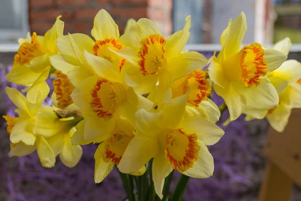 Çiçekli Sarı Nergisler Narcissus — Stok fotoğraf