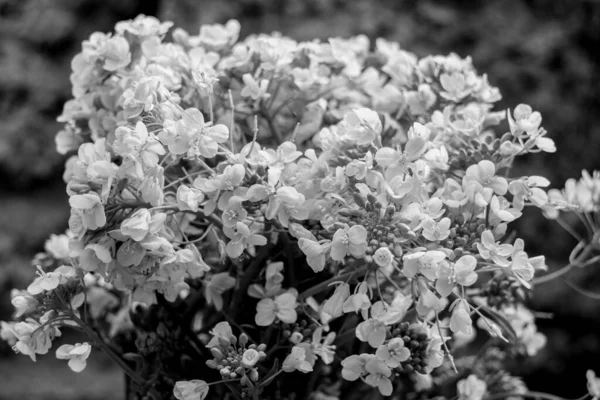 Fiore Bianco Nero Golden Alyssum Aurinia Saxatilis Fiori — Foto Stock