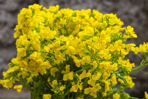 Золотой Alyssum Aurinia Saxatilis Желтые Цветы Полном Расцвете Весеннее Время — стоковое фото