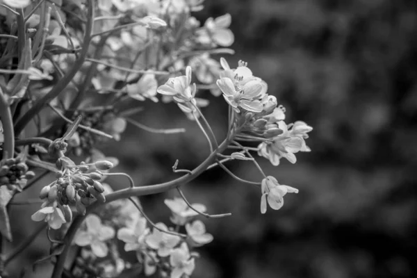 Черно Белый Цветущий Золотой Алиссум Aurinia Saxatilis Цветы — стоковое фото