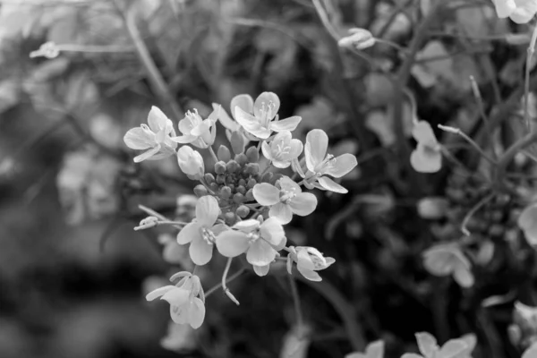 Siyah Beyaz Açan Altın Alyssum Aurinia Saxatilis Çiçekleri — Stok fotoğraf