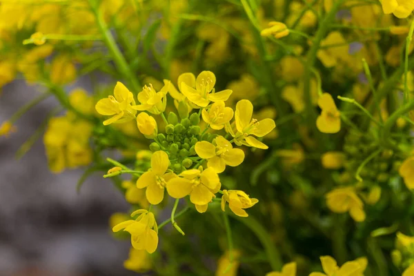 Золотой Alyssum Aurinia Saxatilis Желтые Цветы Полном Расцвете Весеннее Время — стоковое фото