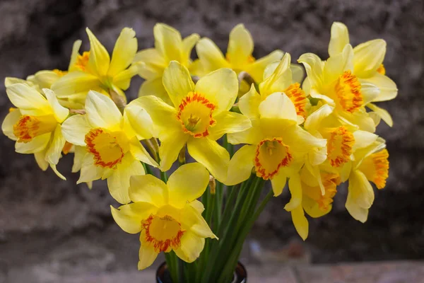 Çiçekli Sarı Nergisler Narcissus — Stok fotoğraf