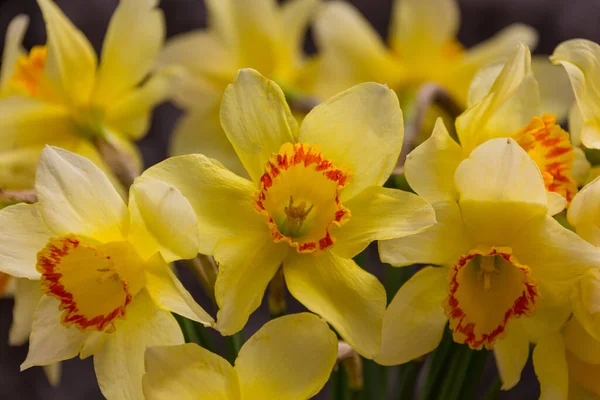 Çiçekli Sarı Nergisler Narcissus — Stok fotoğraf