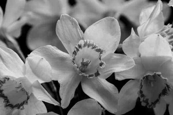 Black White Blooming Narcissus Flowers — Stock Photo, Image