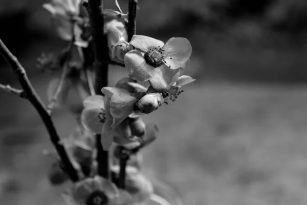 Fiori Prunus Fioriti Bianco Nero — Foto Stock