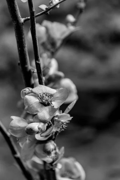 Черно Белые Цветущие Чернослив — стоковое фото