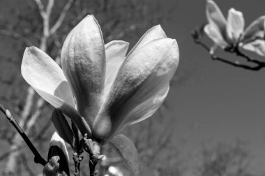 Siyah ve beyaz çiçekli Liriodendron Tulipifera (Lale Ağacı, Amerikan Lale Ağacı, Lale Ağacı, Lale Kavağı, Whitewood, Fiddle-Tree)