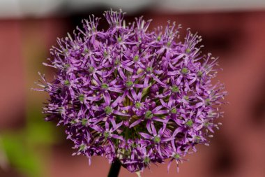 Çiçek açan ekinop çiçeği izole edilmiş.