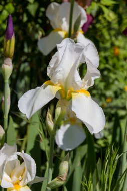 Çiçek açan bir Iris çiçeğinin yakın plan fotoğrafı.