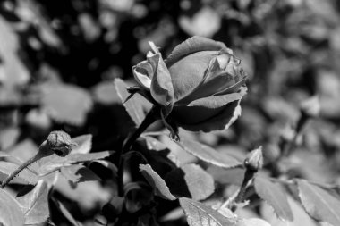 Siyah ve beyaz gül çiçeği. Gül, gülgiller (Rosaceae) familyasından, Rosa cinsinin uzun ömürlü bir çiçeğidir..