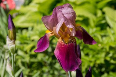 Çiçek açan bir Iris çiçeğinin yakın plan fotoğrafı.