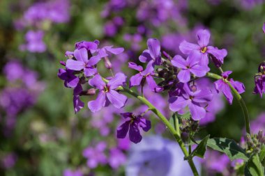 Purple ve Dame 's Rocket' in kır çiçekleri. Hesperis matronalis, hardal familyasından bir bitki türü.