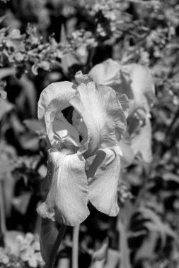 Çiçek açan bir Iris çiçeğinin yakın plan fotoğrafı.