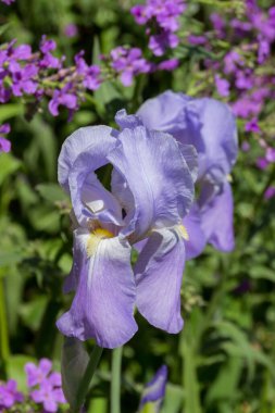 Vahşi Dame 'ın Roketi (Hesperis Matronalis) çiçekli Mor Göz