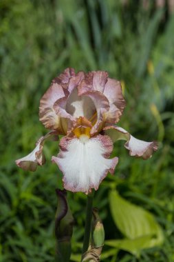 Çiçek açan bir Iris çiçeğinin yakın plan fotoğrafı.