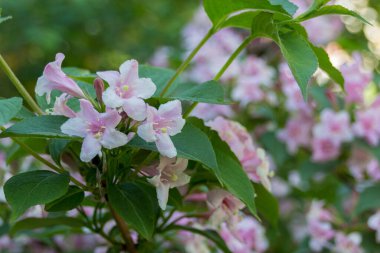Yazın açan pembe Melastomataceae çiçekleri. Melastomataceae familyası (Melastomaceae olarak da bilinir) çoğunlukla tropiklerde bulunan ve bilinen 5115 türü içeren bir taksondur.