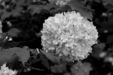 Siyah ve beyaz ortanca çiçekleri. Ortanca (