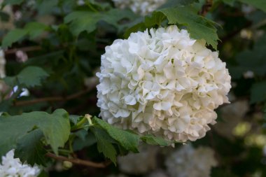 Beyaz ortanca çiçekleri. Ortanca (