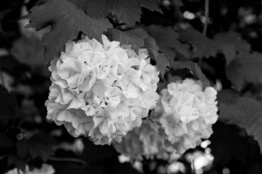 Siyah ve beyaz ortanca çiçekleri. Ortanca (