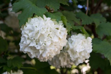 Beyaz ortanca çiçekleri. Ortanca (