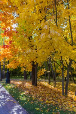 Tsaritsyno parkında sonbahar akçaağaç ve yaprakları
