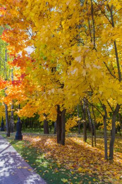 Tsaritsyno parkında sonbahar akçaağaç ve yaprakları