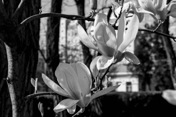Black White Blossoming Flower Liriodendron Tulipifera Tulip Tree American Tulip — Stock Photo, Image