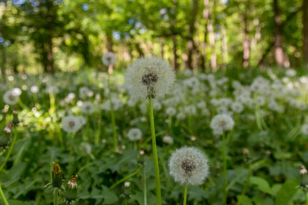 Veld Met Paardebloemen Taraxum — Stockfoto