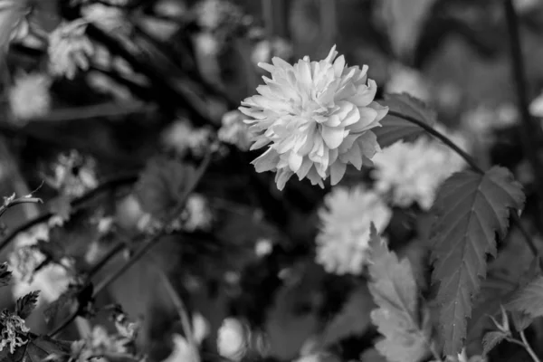 Fiore Tarassaco Bianco Nero Taraxacum — Foto Stock