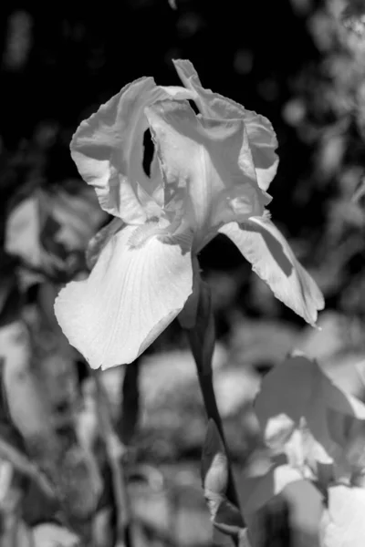 Närbild Foto Blommande Iris Blomma — Stockfoto