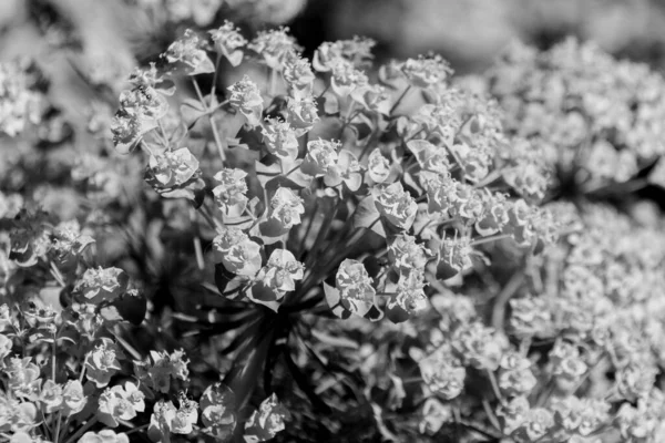 Flor Ciprés Blanco Negro Euphorbia Cyparissias Hierba Floración Primavera Cypress — Foto de Stock