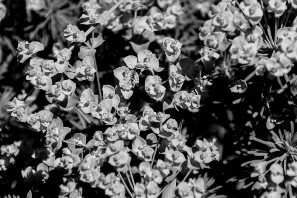 Черно Белый Кипарис Euphorbia Cyparissias Весной Цветущей Травы Кипарисовый Шпрот — стоковое фото