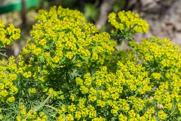 Selvi Çiçeği Euphorbia Cyparissias Bahar Çiçekli Bitki Cypress Spurge Euphorbia — Stok fotoğraf