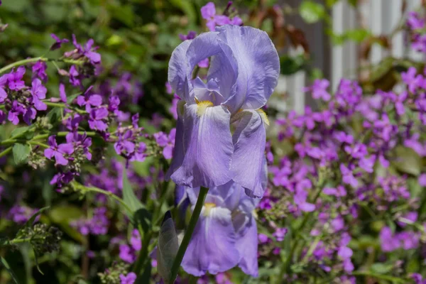 Íris Roxa Com Flores Foguete Selvagem Dame Hesperis Matronalis — Fotografia de Stock