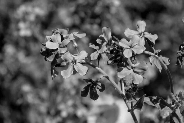 Μαύρο Και Άσπρο Ρόκα Ρόκα Άγρια Λουλούδια — Φωτογραφία Αρχείου