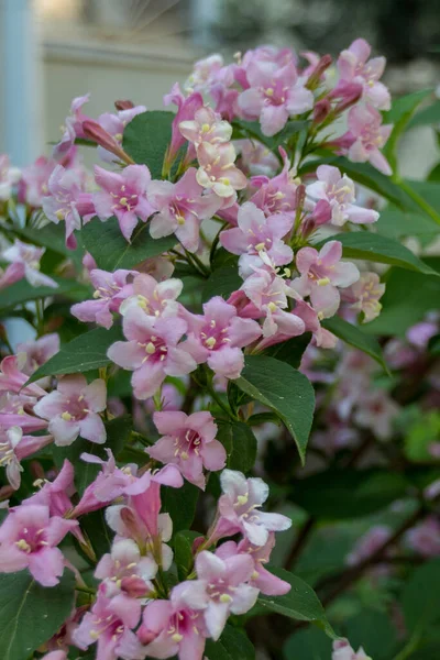 Καλοκαίρι Ανθισμένα Ροζ Λουλούδια Melastomataceae Οικογένεια Melastomataceae Εναλλακτικά Melastomaceae Είναι — Φωτογραφία Αρχείου