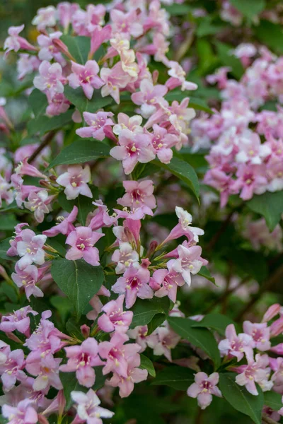 夏にピンクのメラストマタ科の花を咲かせます メラストマ科 Melastomaceae Melastomaceae 5115種の既知の種を含む熱帯地方で主に見られるジコチルドヌスの開花植物の分類群である — ストック写真