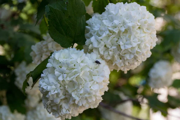 White hydrangea flowers. Hydrangea (common names hydrangea or hortensia) is a genus of 70-75species of flowering plants native to southern and eastern Asia and the Americas.