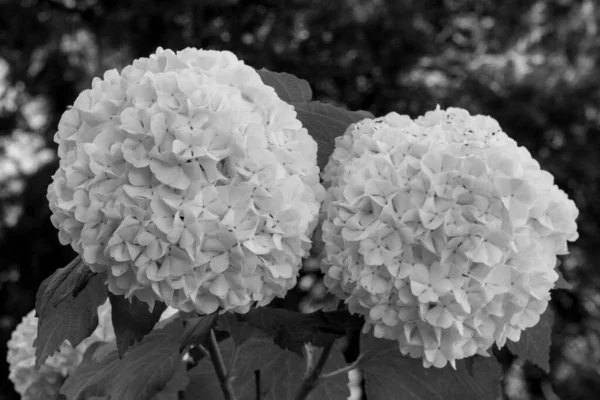 Black and white hydrangea flowers. Hydrangea (common names hydrangea or hortensia) is a genus of 70-75species of flowering plants native to southern and eastern Asia and the Americas.