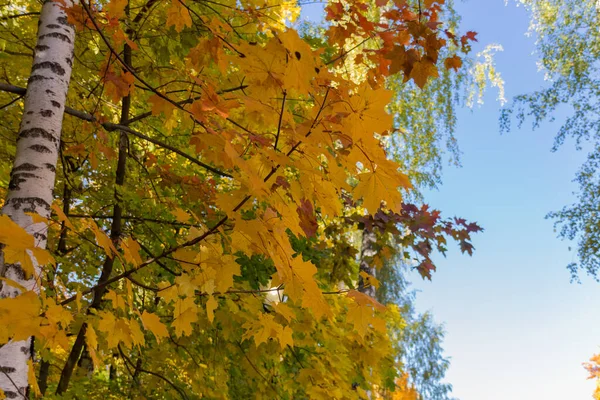 Podzimní Javory Břízy Caritsynském Parku — Stock fotografie