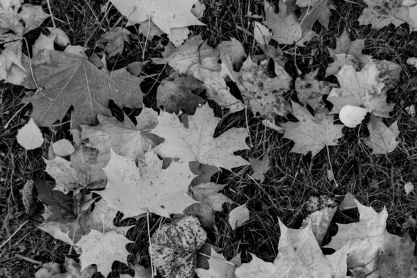 Outono Abstrato Folhagem Preto Branco Grama — Fotografia de Stock