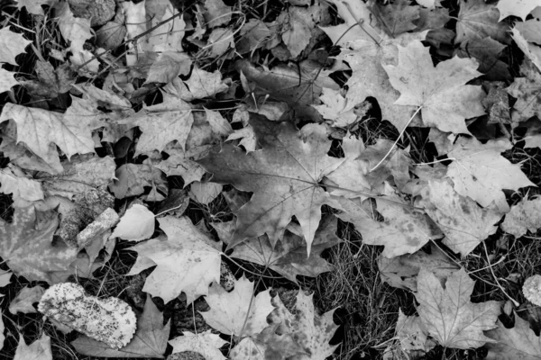 Abstracto Otoño Hoja Blanco Negro Sobre Hierba —  Fotos de Stock