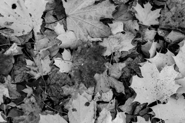 Abstracto Otoño Hoja Blanco Negro Sobre Hierba —  Fotos de Stock