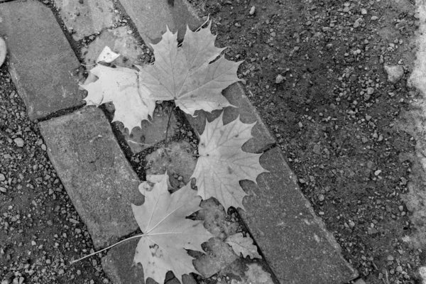 公园人行道上的黑白相间的秋叶 — 图库照片