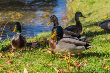 Mallard parka saklanıyor. Yaban ördeği (Anas platyrhynchos) ördekgiller (Anas) familyasından bir ördek türü..
