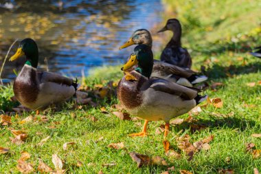 Mallard parka saklanıyor. Yaban ördeği (Anas platyrhynchos) ördekgiller (Anas) familyasından bir ördek türü..