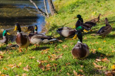 Mallard parka saklanıyor. Yaban ördeği (Anas platyrhynchos) ördekgiller (Anas) familyasından bir ördek türü..