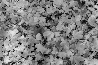 Çimlerin üzerinde soyut sonbahar siyah beyaz yaprakları