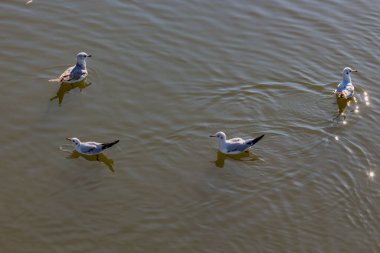 Siyah başlı martılar (Chroicocephalus ridibundus) Tsaritsyno parkındaki gölette yüzerler..